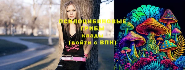 прущие грибы Аркадак